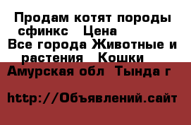 Продам котят породы сфинкс › Цена ­ 4 000 - Все города Животные и растения » Кошки   . Амурская обл.,Тында г.